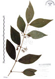 中文名:杜虹花(S005540)學名:Callicarpa formosana Rolfe(S005540)英文名:Formosan beauty-berry
