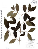 中文名:杜虹花(S005541)學名:Callicarpa formosana Rolfe(S005541)英文名:Formosan beauty-berry