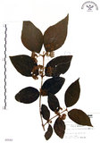 中文名:杜虹花(S005542)學名:Callicarpa formosana Rolfe(S005542)英文名:Formosan beauty-berry