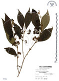 中文名:杜虹花(S005862)學名:Callicarpa formosana Rolfe(S005862)英文名:Formosan beauty-berry