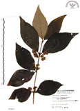 中文名:杜虹花(S005863)學名:Callicarpa formosana Rolfe(S005863)英文名:Formosan beauty-berry