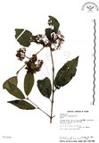 中文名:杜虹花(S013294)學名:Callicarpa formosana Rolfe(S013294)英文名:Formosan beauty-berry