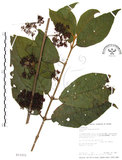 中文名:杜虹花(S013333)學名:Callicarpa formosana Rolfe(S013333)英文名:Formosan beauty-berry
