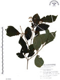 中文名:杜虹花(S013868)學名:Callicarpa formosana Rolfe(S013868)英文名:Formosan beauty-berry