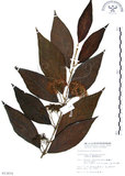 中文名:杜虹花(S013875)學名:Callicarpa formosana Rolfe(S013875)英文名:Formosan beauty-berry