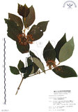 中文名:杜虹花(S013917)學名:Callicarpa formosana Rolfe(S013917)英文名:Formosan beauty-berry