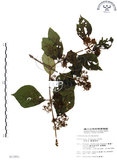 中文名:杜虹花(S013951)學名:Callicarpa formosana Rolfe(S013951)英文名:Formosan beauty-berry