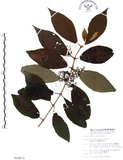 中文名:杜虹花(S014073)學名:Callicarpa formosana Rolfe(S014073)英文名:Formosan beauty-berry
