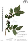 中文名:杜虹花(S015437)學名:Callicarpa formosana Rolfe(S015437)英文名:Formosan beauty-berry