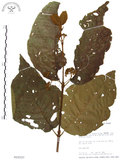 中文名:杜虹花(S015537)學名:Callicarpa formosana Rolfe(S015537)英文名:Formosan beauty-berry