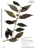 中文名:杜虹花(S016241)學名:Callicarpa formosana Rolfe(S016241)英文名:Formosan beauty-berry