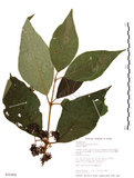 中文名:杜虹花(S016492)學名:Callicarpa formosana Rolfe(S016492)英文名:Formosan beauty-berry