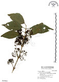 中文名:杜虹花(S016963)學名:Callicarpa formosana Rolfe(S016963)英文名:Formosan beauty-berry