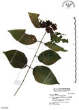 中文名:杜虹花(S016969)學名:Callicarpa formosana Rolfe(S016969)英文名:Formosan beauty-berry