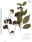 中文名:杜虹花(S017470)學名:Callicarpa formosana Rolfe(S017470)英文名:Formosan beauty-berry