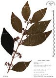 中文名:杜虹花(S017679)學名:Callicarpa formosana Rolfe(S017679)英文名:Formosan beauty-berry