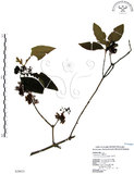 中文名:杜虹花(S028633)學名:Callicarpa formosana Rolfe(S028633)英文名:Formosan beauty-berry