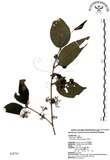 中文名:杜虹花(S028761)學名:Callicarpa formosana Rolfe(S028761)英文名:Formosan beauty-berry