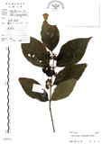 中文名:杜虹花(S029711)學名:Callicarpa formosana Rolfe(S029711)英文名:Formosan beauty-berry