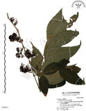中文名:杜虹花(S030917)學名:Callicarpa formosana Rolfe(S030917)英文名:Formosan beauty-berry