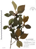中文名:杜虹花(S031370)學名:Callicarpa formosana Rolfe(S031370)英文名:Formosan beauty-berry
