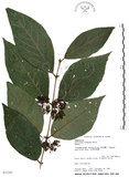 中文名:杜虹花(S032285)學名:Callicarpa formosana Rolfe(S032285)英文名:Formosan beauty-berry