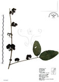 中文名:杜虹花(S034462)學名:Callicarpa formosana Rolfe(S034462)英文名:Formosan beauty-berry