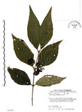 中文名:杜虹花(S035435)學名:Callicarpa formosana Rolfe(S035435)英文名:Formosan beauty-berry