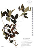 中文名:杜虹花(S039873)學名:Callicarpa formosana Rolfe(S039873)英文名:Formosan beauty-berry