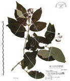 中文名:杜虹花(S042782)學名:Callicarpa formosana Rolfe(S042782)英文名:Formosan beauty-berry