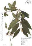 中文名:杜虹花(S043136)學名:Callicarpa formosana Rolfe(S043136)英文名:Formosan beauty-berry