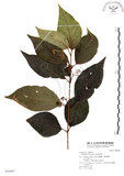 中文名:杜虹花(S046467)學名:Callicarpa formosana Rolfe(S046467)英文名:Formosan beauty-berry