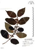 中文名:杜虹花(S048350)學名:Callicarpa formosana Rolfe(S048350)英文名:Formosan beauty-berry