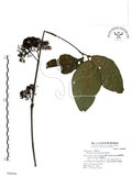中文名:杜虹花(S048696)學名:Callicarpa formosana Rolfe(S048696)英文名:Formosan beauty-berry