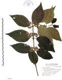 中文名:杜虹花(S048701)學名:Callicarpa formosana Rolfe(S048701)英文名:Formosan beauty-berry