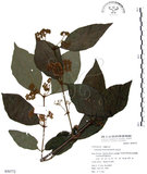 中文名:杜虹花(S050772)學名:Callicarpa formosana Rolfe(S050772)英文名:Formosan beauty-berry