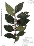 中文名:杜虹花(S051398)學名:Callicarpa formosana Rolfe(S051398)英文名:Formosan beauty-berry