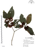 中文名:杜虹花(S053604)學名:Callicarpa formosana Rolfe(S053604)英文名:Formosan beauty-berry