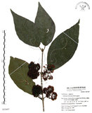 中文名:杜虹花(S053697)學名:Callicarpa formosana Rolfe(S053697)英文名:Formosan beauty-berry