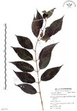 中文名:杜虹花(S053773)學名:Callicarpa formosana Rolfe(S053773)英文名:Formosan beauty-berry
