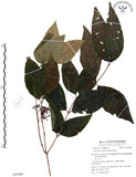 中文名:杜虹花(S053809)學名:Callicarpa formosana Rolfe(S053809)英文名:Formosan beauty-berry