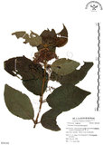 中文名:杜虹花(S054185)學名:Callicarpa formosana Rolfe(S054185)英文名:Formosan beauty-berry