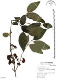 中文名:杜虹花(S054649)學名:Callicarpa formosana Rolfe(S054649)英文名:Formosan beauty-berry