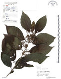 中文名:杜虹花(S057667)學名:Callicarpa formosana Rolfe(S057667)英文名:Formosan beauty-berry