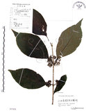 中文名:杜虹花(S057858)學名:Callicarpa formosana Rolfe(S057858)英文名:Formosan beauty-berry