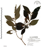 中文名:杜虹花(S058944)學名:Callicarpa formosana Rolfe(S058944)英文名:Formosan beauty-berry