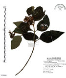 中文名:杜虹花(S058960)學名:Callicarpa formosana Rolfe(S058960)英文名:Formosan beauty-berry