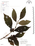 中文名:杜虹花(S059377)學名:Callicarpa formosana Rolfe(S059377)英文名:Formosan beauty-berry