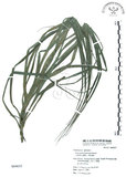 中文名:山露兜(S064635)學名:Freycinetia formosana Hemsl.(S064635)中文別名:山林投、林投舅英文名:Climbing Screw-pine