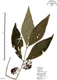 中文名:杜虹花(S063559)學名:Callicarpa formosana Rolfe(S063559)英文名:Formosan beauty-berry